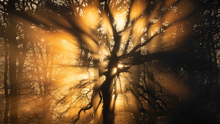 Beams of sunlight shine through tree branches with a soft orange glow